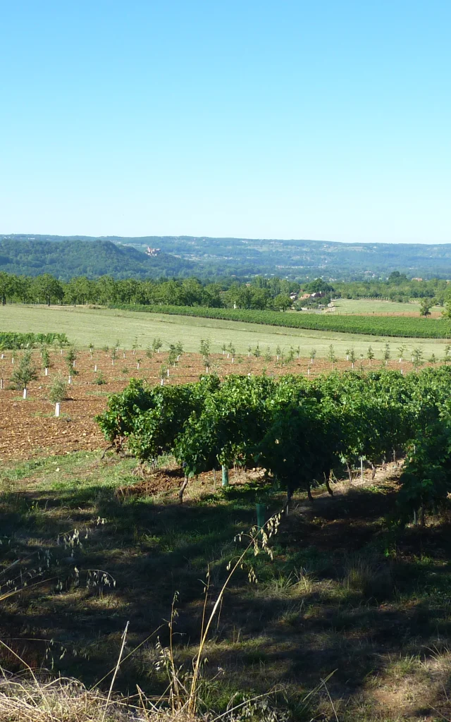 Vignoble de Glanes