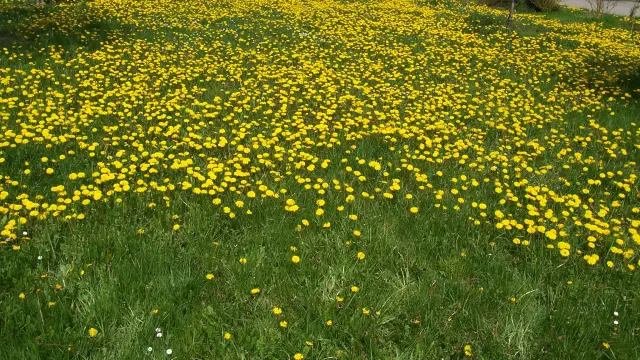 Visite De Site Lou Pe Gril Header.jpg