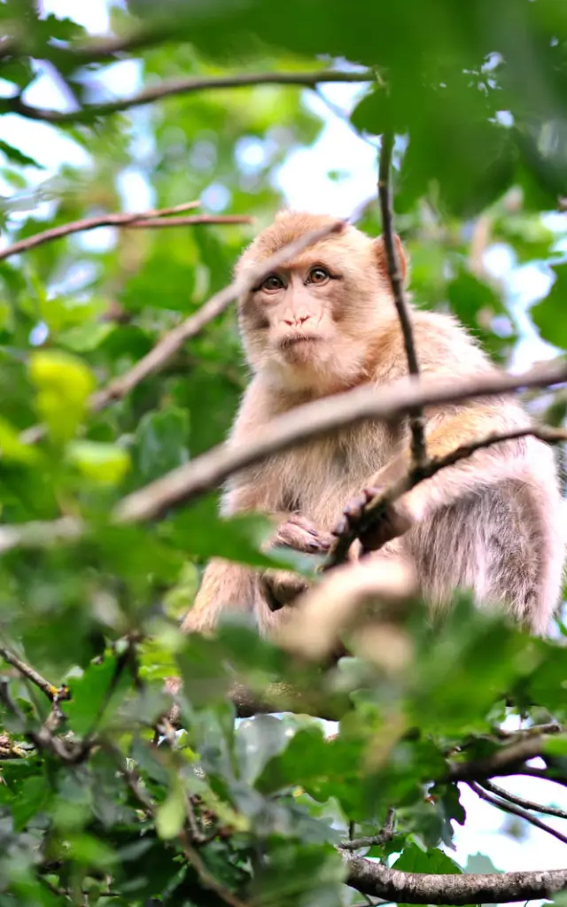 Visite Site Foret Des Singes Header Cochise.jpg