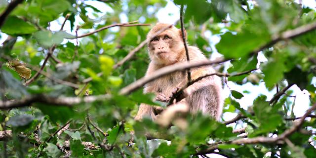 Visite Site Foret Des Singes Header Cochise.jpg