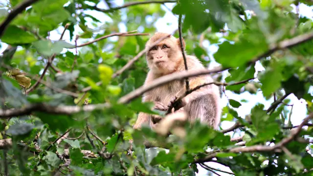 Visite Site Foret Des Singes Header Cochise.jpg