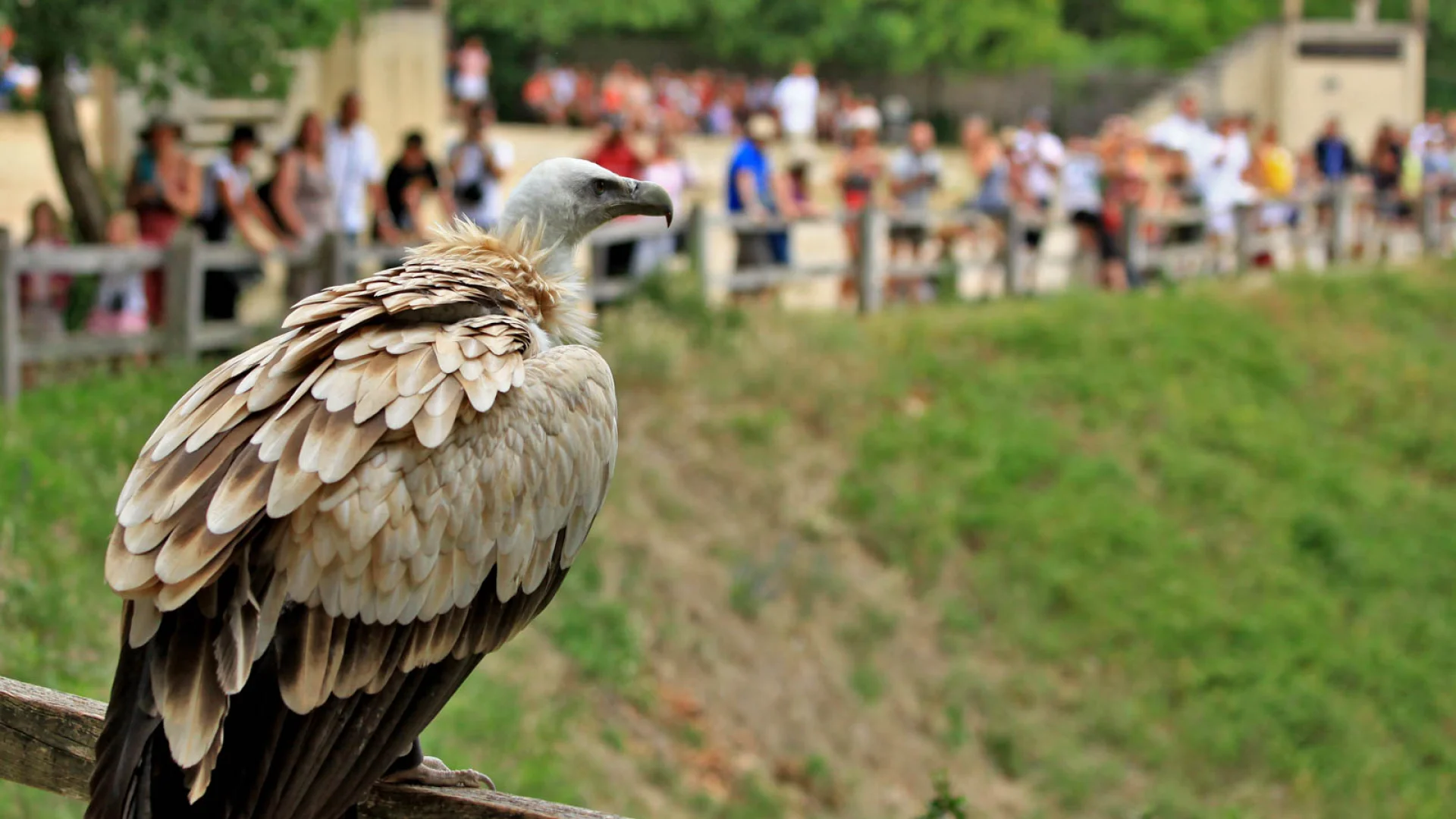 Visite Site Rocher Des Aigles Header .jpg