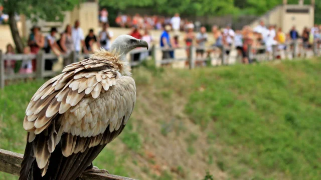 Visite Site Rocher Des Aigles Header .jpg