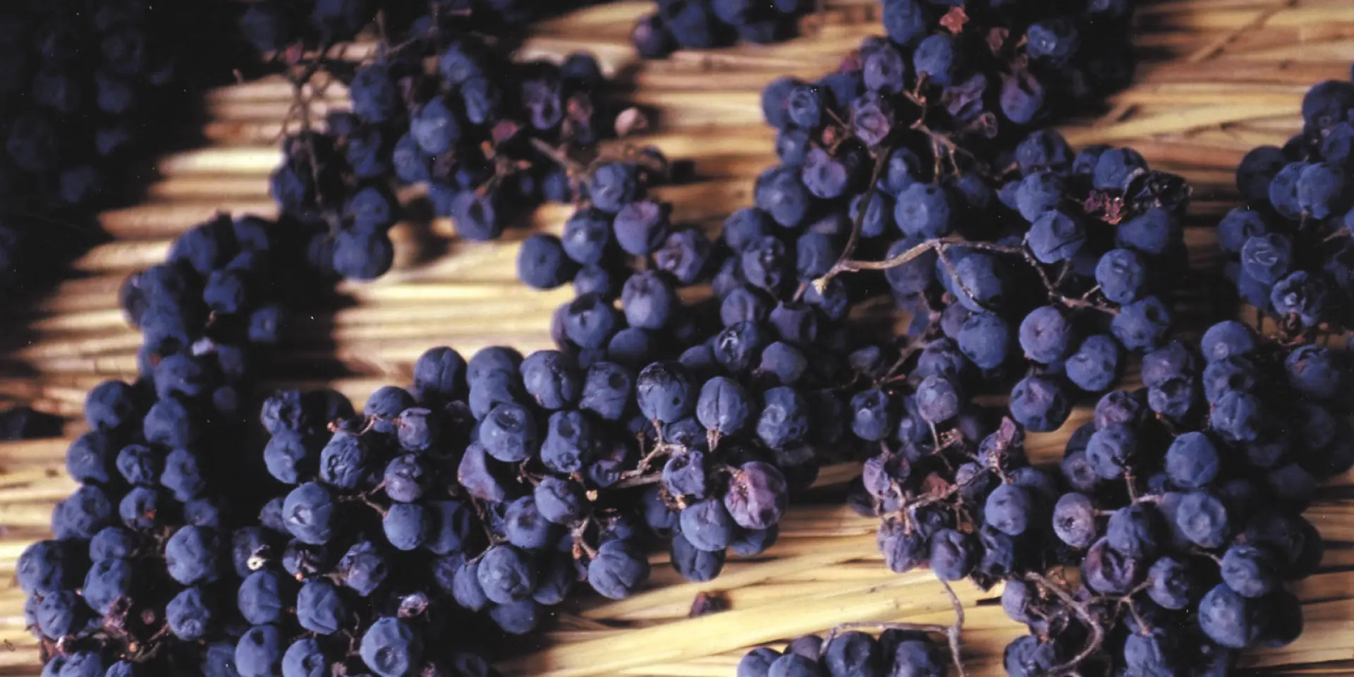 Visite Vin Paille Header Otvd S. Beaufreton.jpg