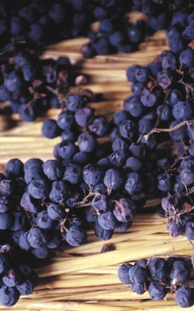 Visite Vin Paille Header Otvd S. Beaufreton.jpg