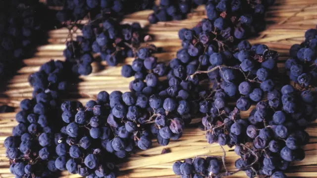 Visite Vin Paille Header Otvd S. Beaufreton.jpg