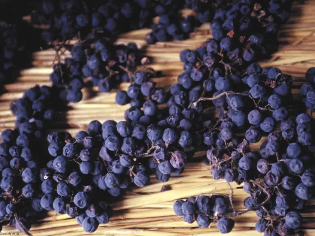 Visite Vin Paille Header Otvd S. Beaufreton.jpg