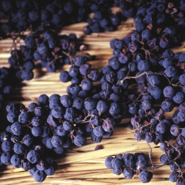 Visite Vin Paille Header Otvd S. Beaufreton.jpg