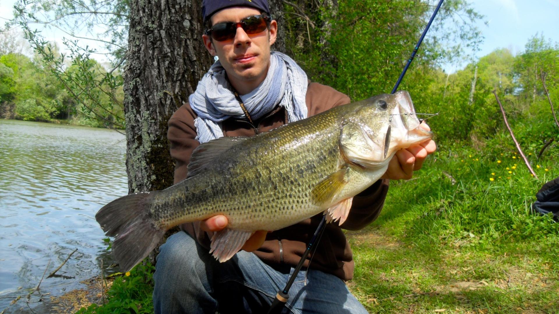 Connaitre le Blackbass