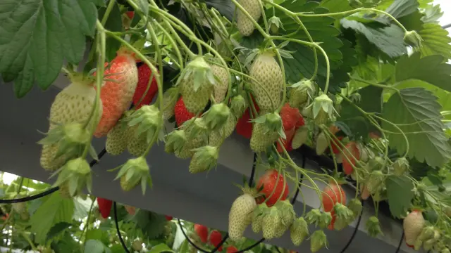 Fraisier Hors Sol 2.jpg