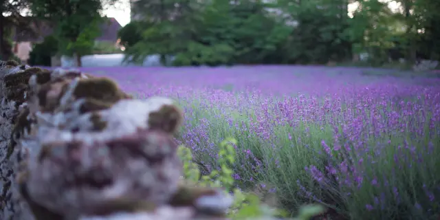 Champ De Lavande A Rocamadour.jpg