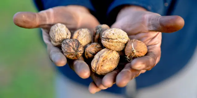 Visite Moulin Huile De Noix Huile Qualite Extra Cochise.jpg