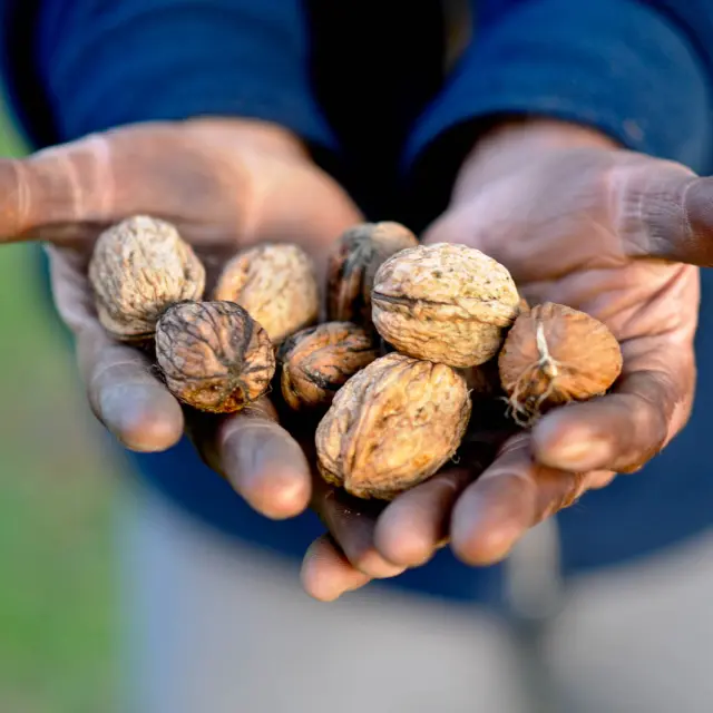 Visite Moulin Huile De Noix Huile Qualite Extra Cochise.jpg