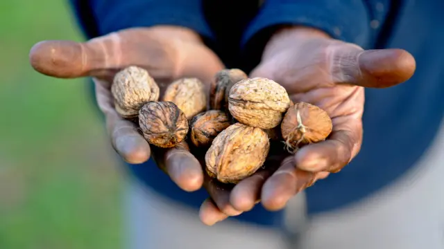 Visite Moulin Huile De Noix Huile Qualite Extra Cochise 0.jpg