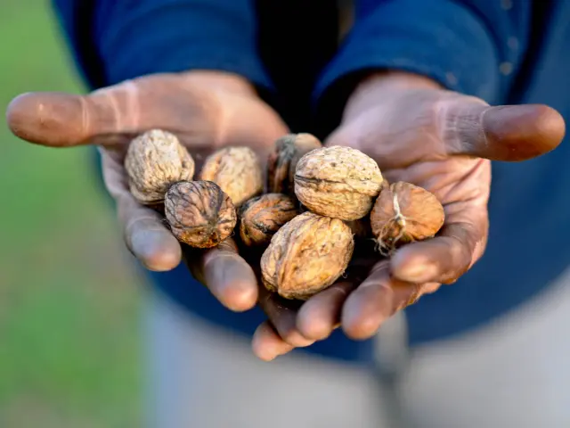 Visite Moulin Huile De Noix Huile Qualite Extra Cochise 0.jpg