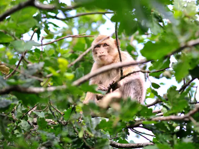 Visite Site Foret Des Singes Header Cochise 0.jpg