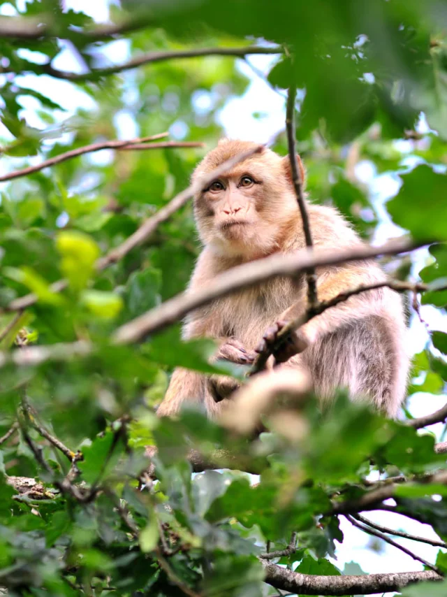 Visite Site Foret Des Singes Header Cochise 0.jpg