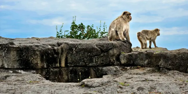 Visite Site Foret Des Singes Un Centre Detudes Cochise.jpg
