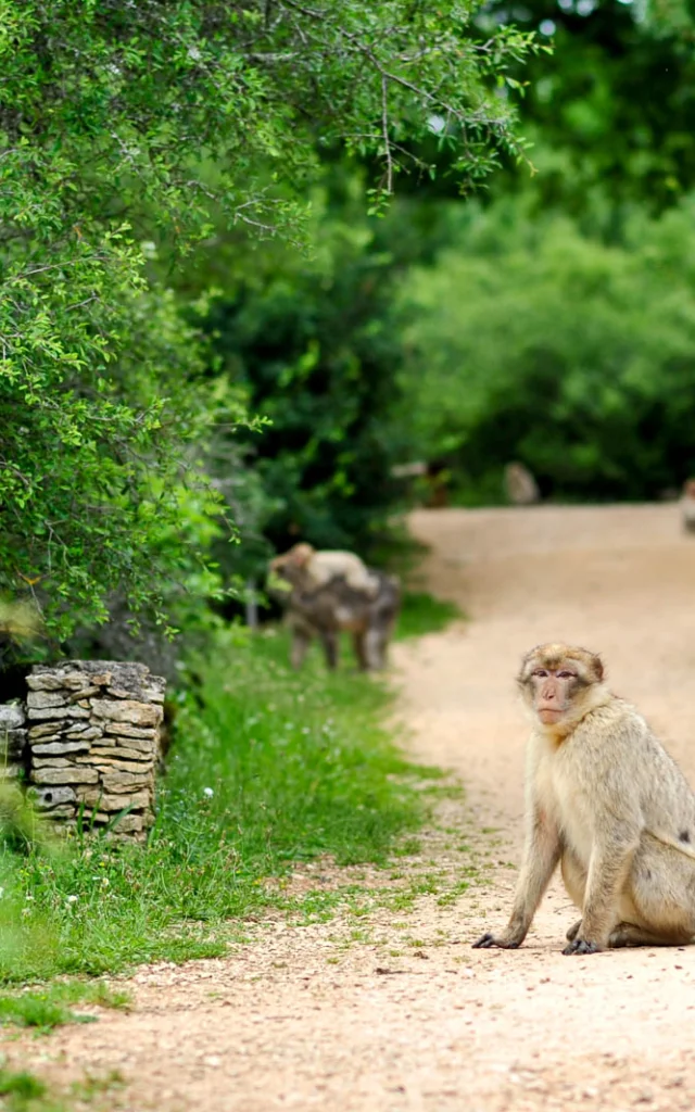 Visite Site Foret Des Singes Un Espace De Liberte Cochise.jpg