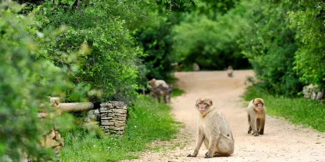 Visite Site Foret Des Singes Un Espace De Liberte Cochise.jpg