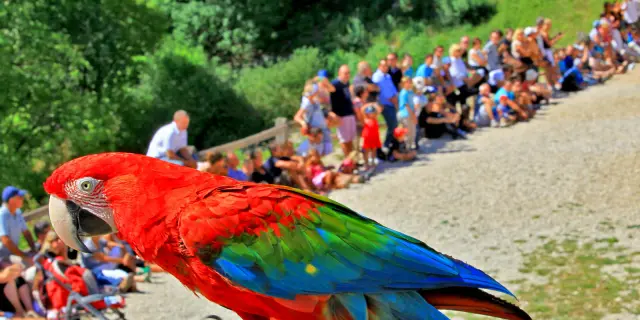 Visite Site Rocher Des Aigles Des Oiseaux Rares .jpg