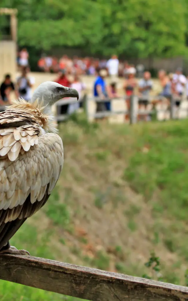Visite Site Rocher Des Aigles Header .jpg