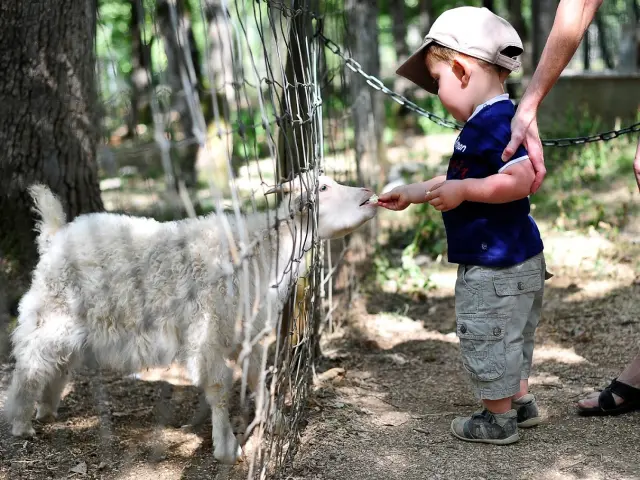 Gramat Parc Animalier 100©otvd Cochise Ory