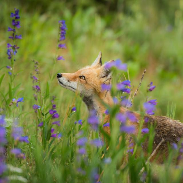 Renard