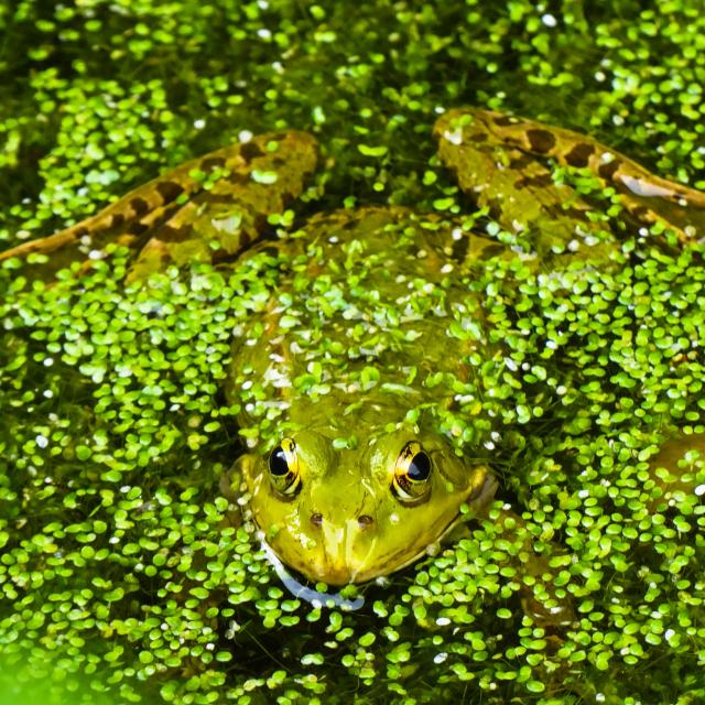 Grenouille Verte