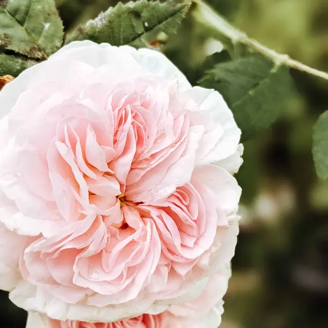Les Jardins Sothys à Auriac