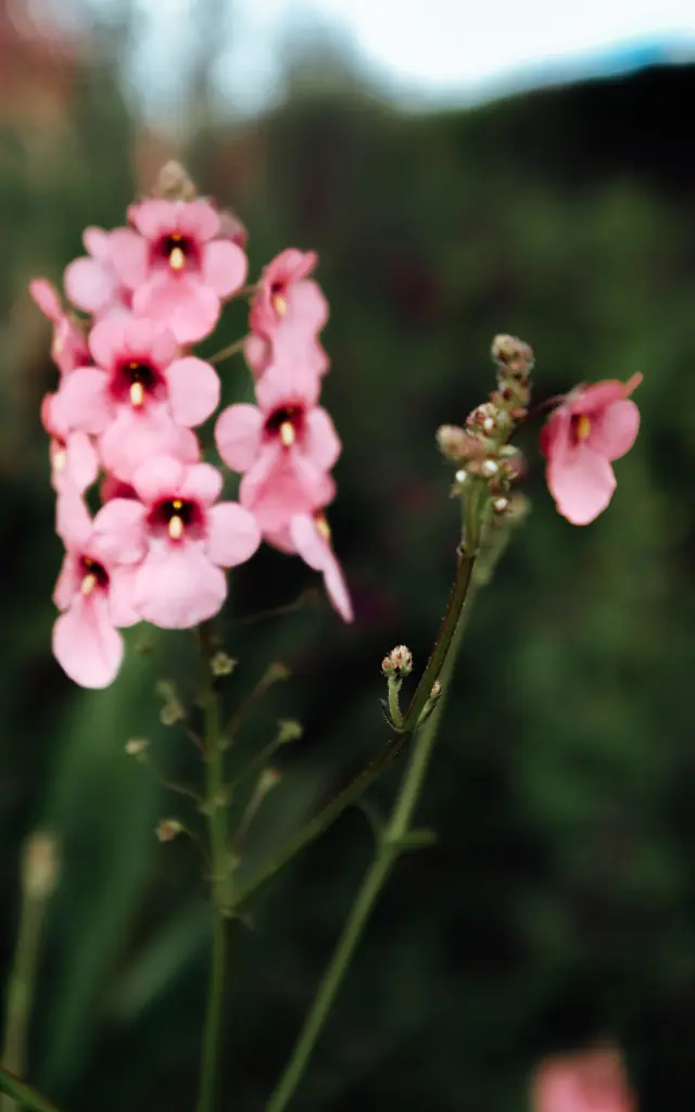 Les Jardins Sothys à Auriac