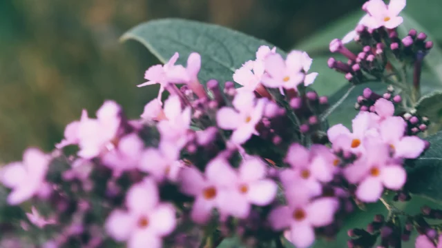 Meyssac fleurs