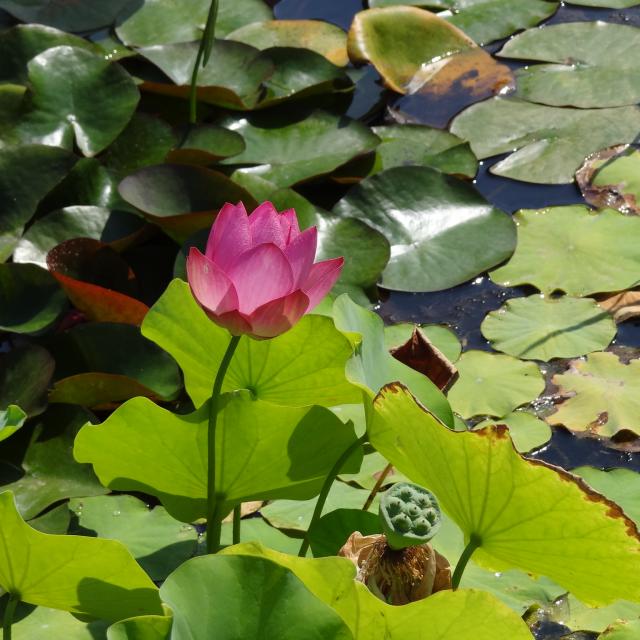 jardins-d-eau-carsac-esther-westerveld-flickr.jpeg