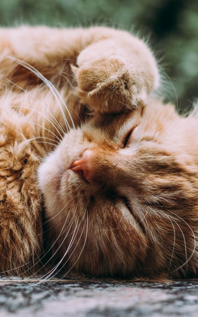 Chat De Carennac