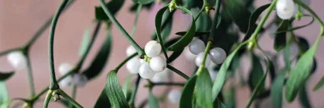 Réveillon Clement Bb Unsplash