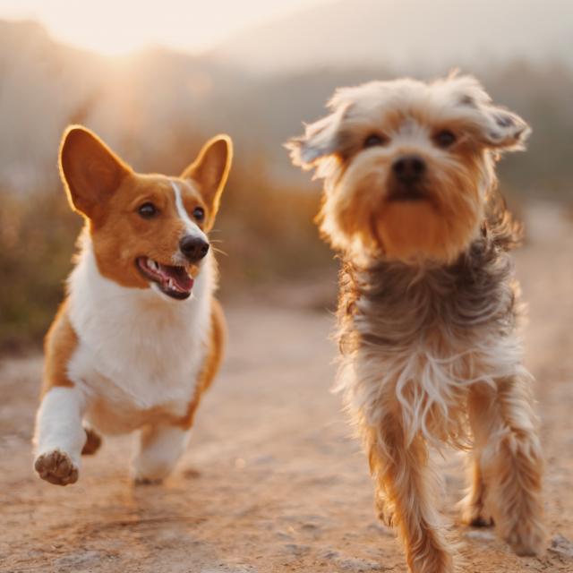Deux amis chiens qui courent en vacances