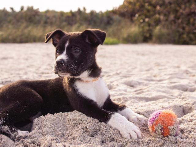 chiot à la plage