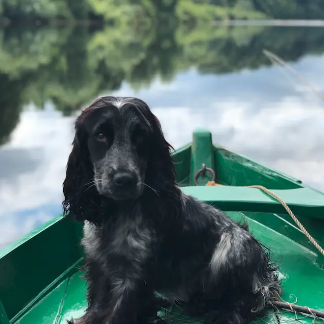 Balade en barque avec son chien
