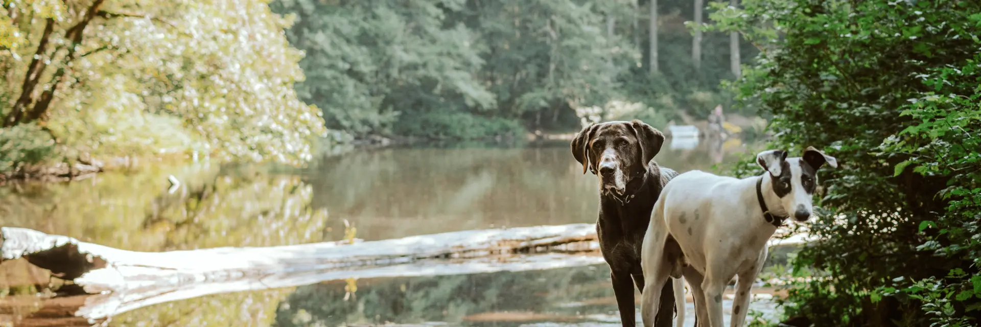 Des chiens près d'une rivière en forêt