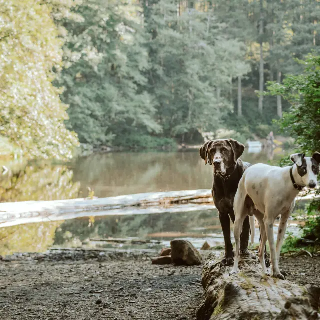 Des chiens près d'une rivière en forêt