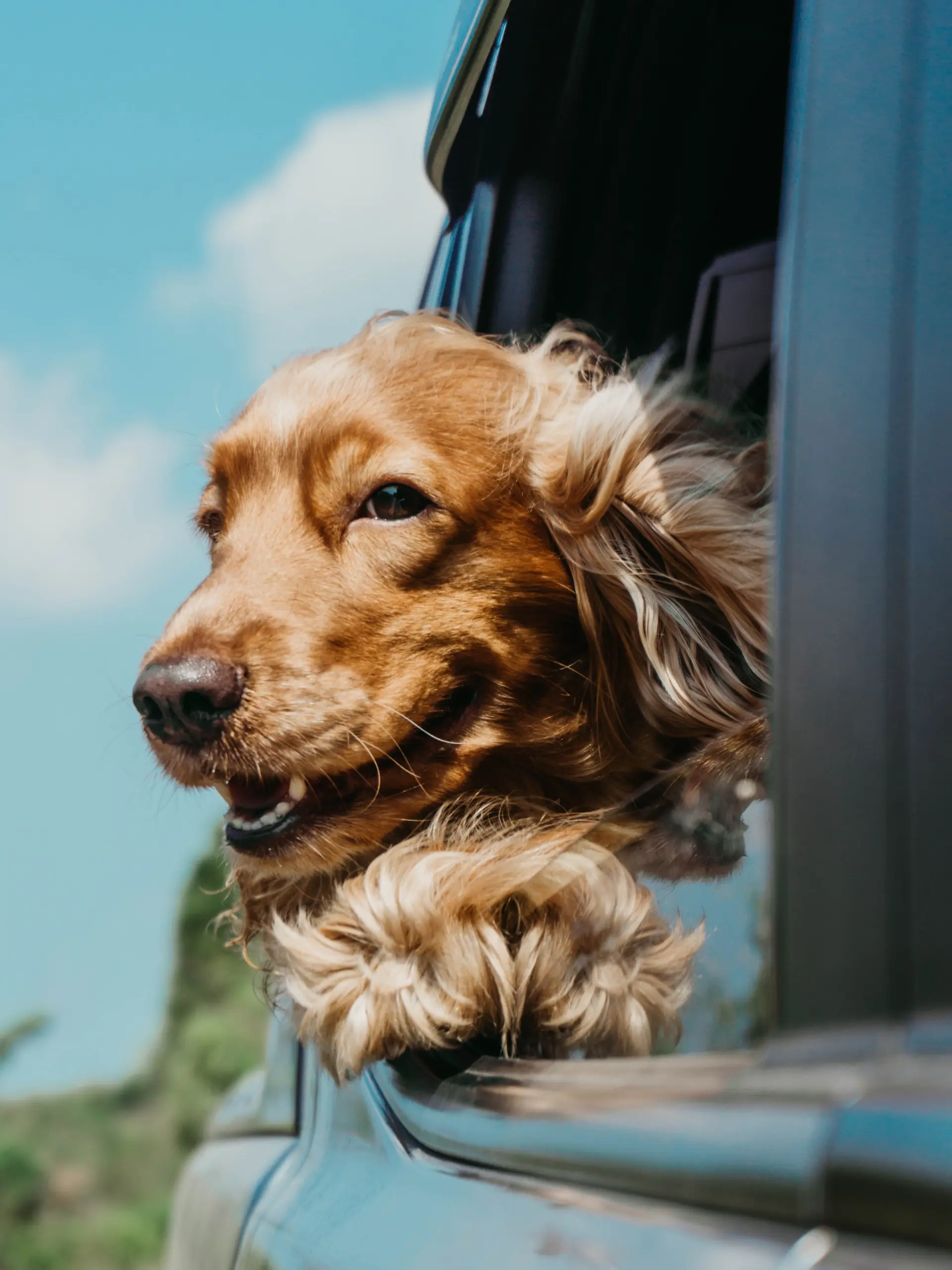 Roadtrip avec son chien en voiture