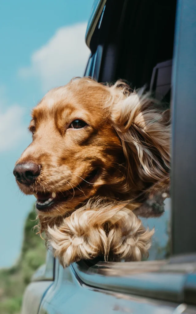 Roadtrip avec son chien en voiture