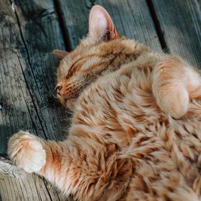 Chat qui dort
