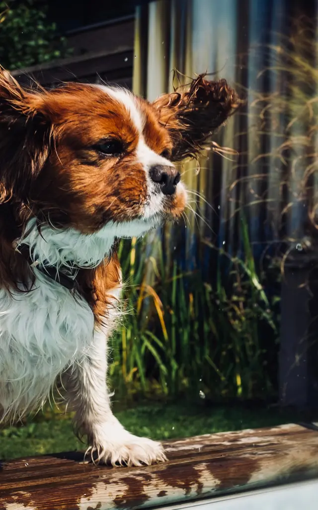 Mon chien près de la piscine en maison de vacances