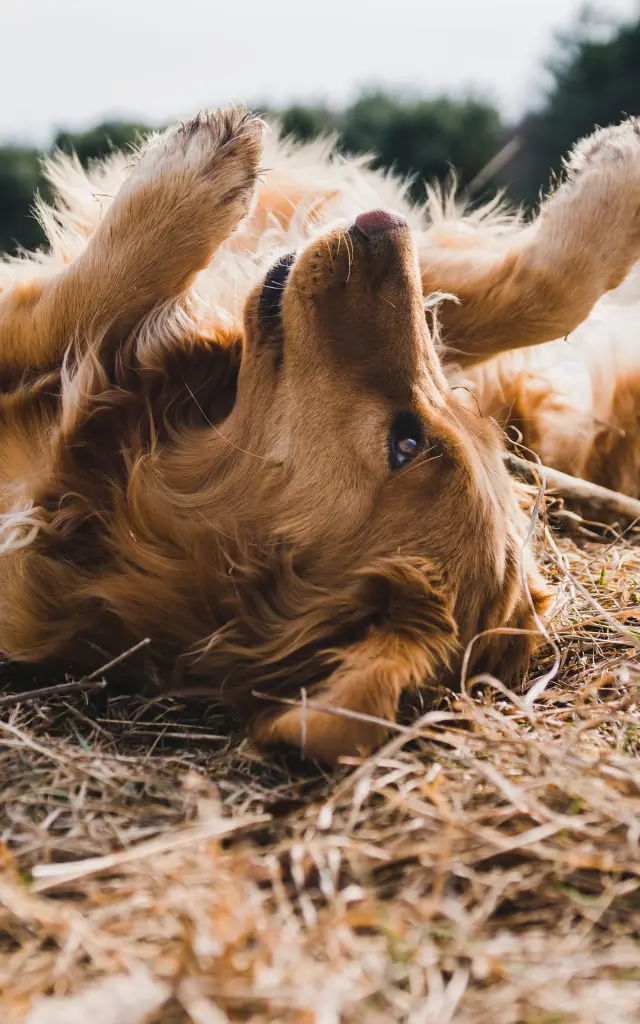 Un chien en vacances