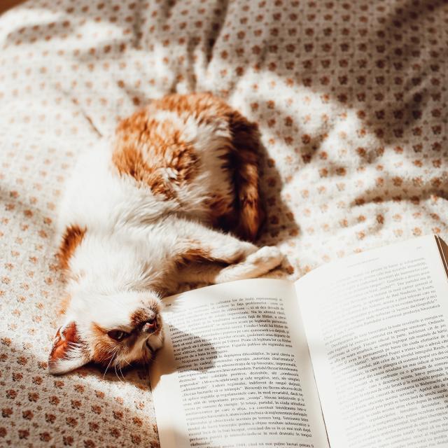 En pleine lecture avec mon chat