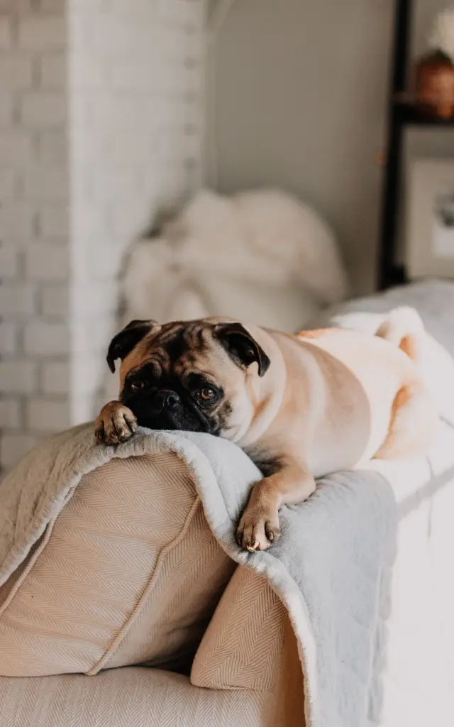 Chien sur un canapé
