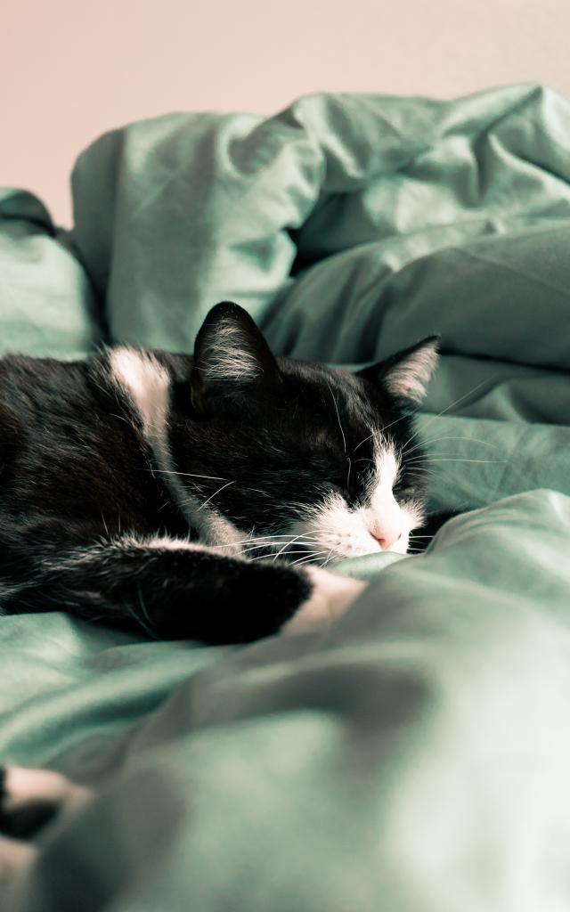 Chat qui dort