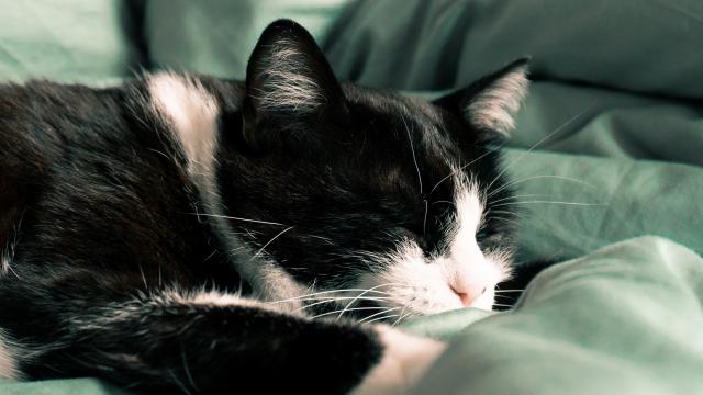 Chat qui dort