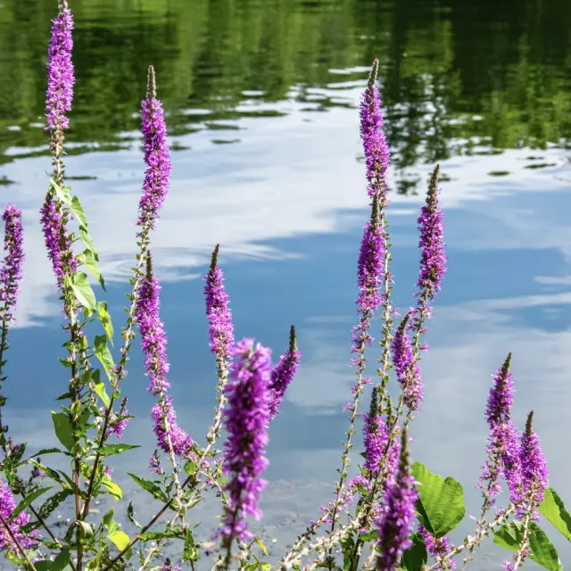 rives du lot fleuries à Cajarc
